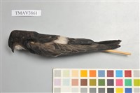 藏品(小雨燕)的圖片